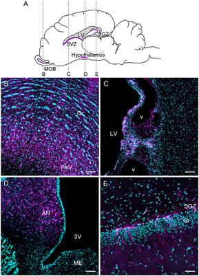 Adult Neurogenesis in Sheep: Characterization and Contribution to Reproduction and Behavior